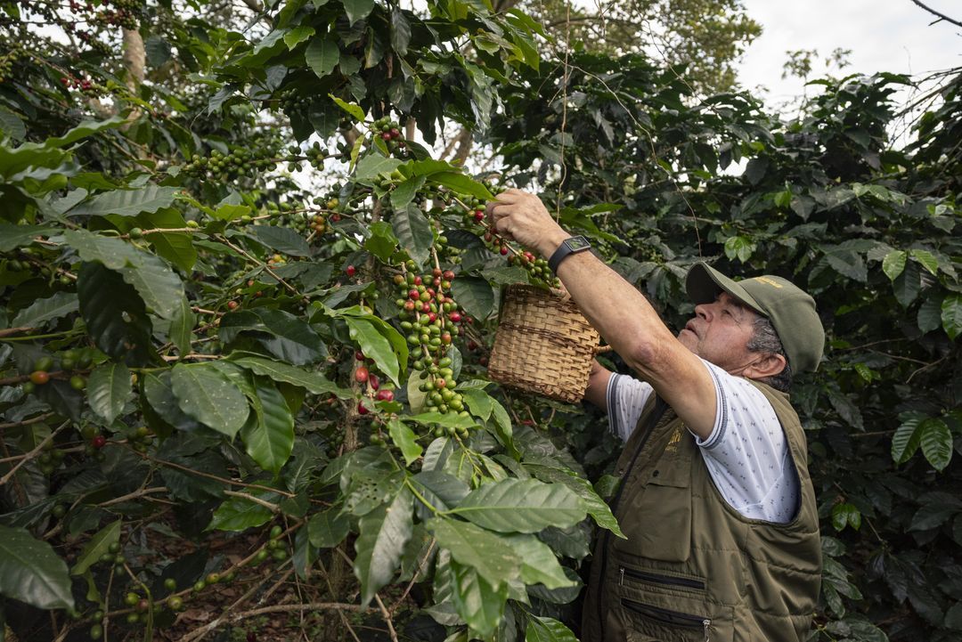 Café especial en la finca Villa Sofía