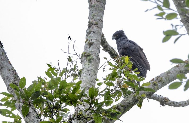 El águila y su papel ecológico en los bosques