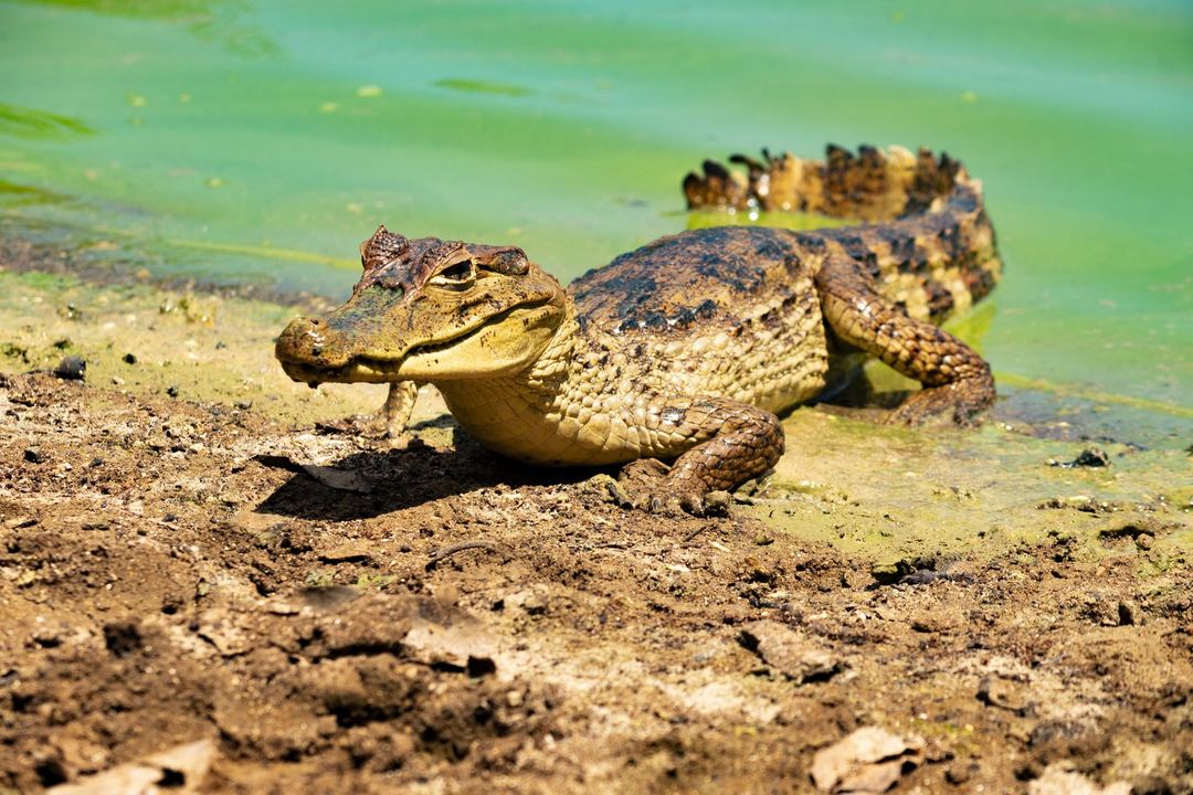 Laguna y huerta nativa Big Pond, San Andrés