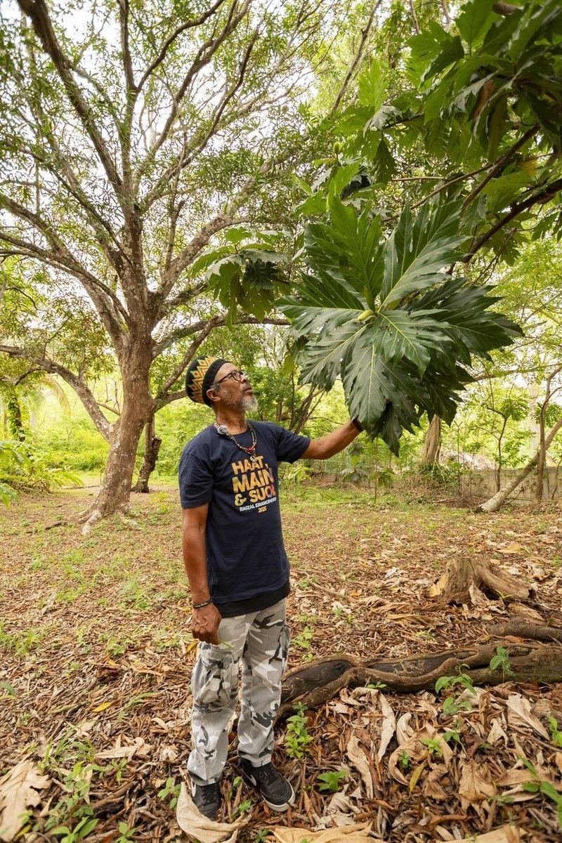 The Ital Spot (Job's), cultura rastafari y comida Ital en San Andrés